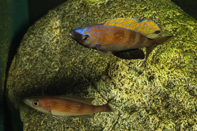 Cyprichromis microlepidotus 'Kiriza'